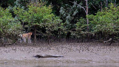 The proboscis monkey is native to the island of Borneo and depends on the mangrove habitat for its survival. Photo courtesy of Pact.