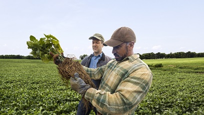 2 farmers inspecting soybean plants