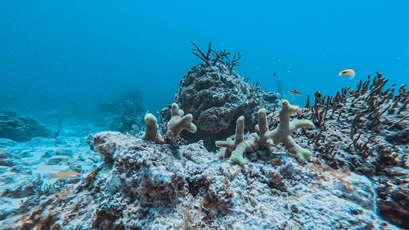 endangered coral reefs