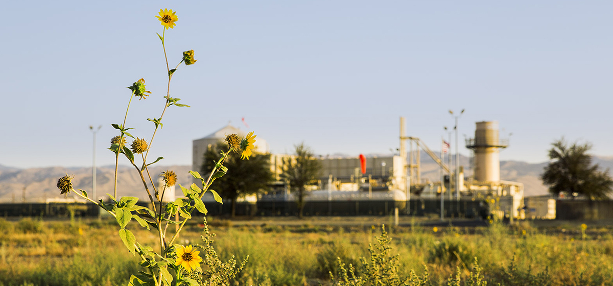 yellow flower in front of Kern County facility in California