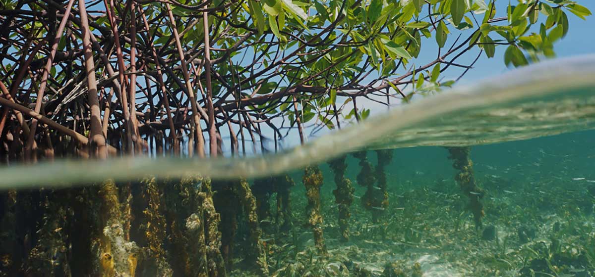 Water, Chevron recognizes the importance of biodiversity conservation